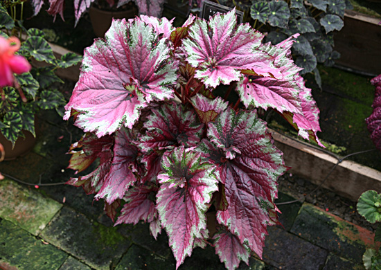 B. ‘Raspberry Swirl’